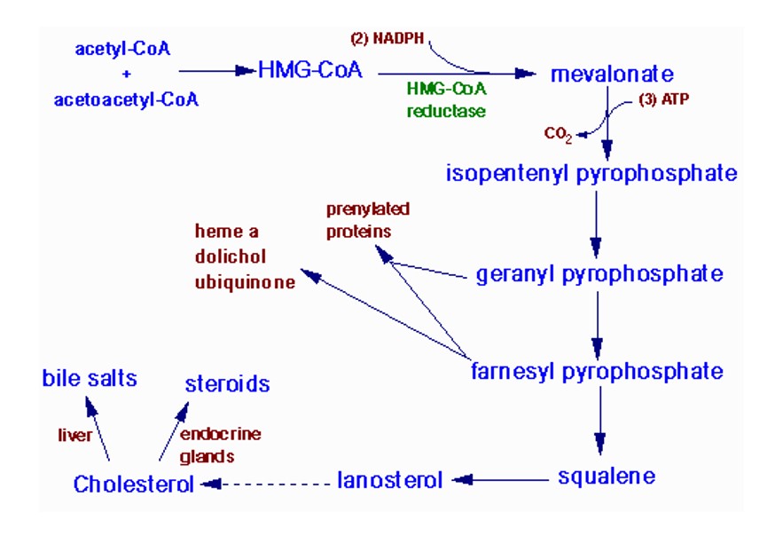 Biochemistry classes for FMGE 2023 at Kings International Medical Academy